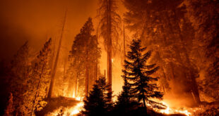 <strong>What Causes Forest Fires and How to Prevent Them</strong>