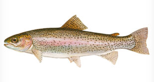 Dangers of the Rainbow Trout 