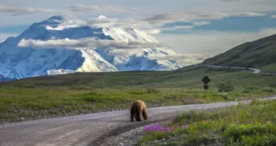 National Parks and Wildlife Refuges: Distinct Approaches to Wildlife Protection