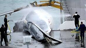 Iceland will end whaling within two years