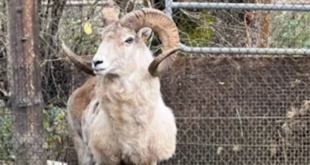 US Man Jailed for Cloning Giant Sheep